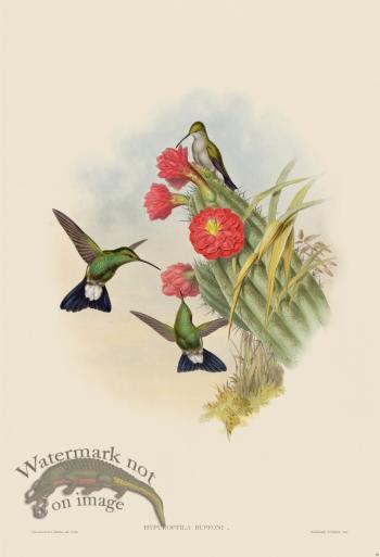 Gould Hummingbird 089